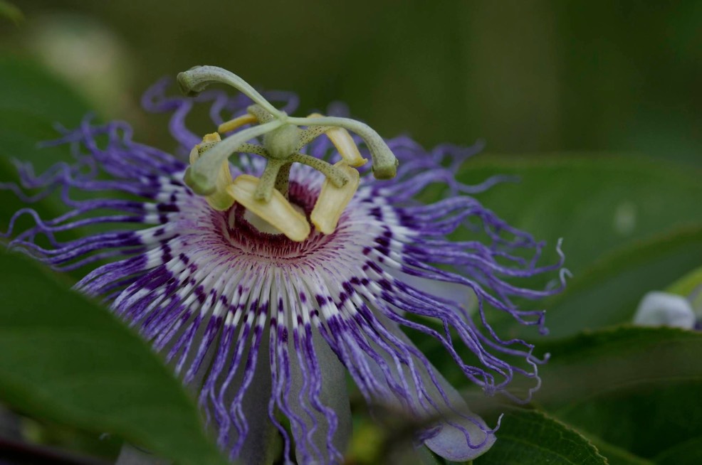 Passiflora