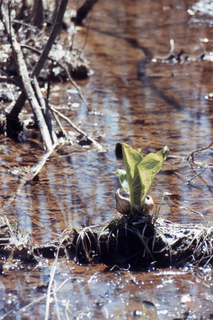 1977 Skunk Cabbage 605