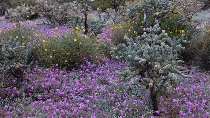Cylindropuntia cholla, Baja California Cholla Bahia de los Angeles, Baja California 2