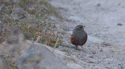 Accentor, Alpine 2
