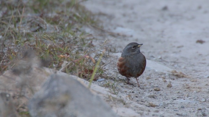 Accentor, Alpine 2