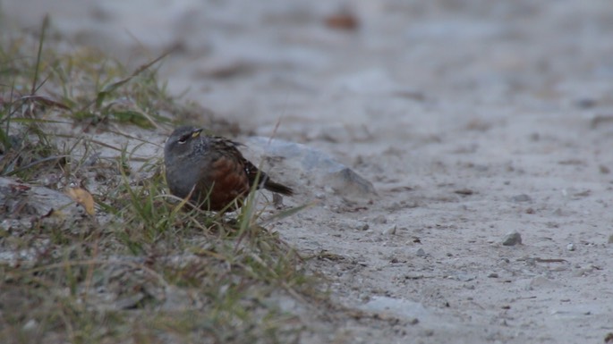 Accentor, Alpine 4