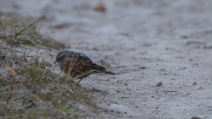 Accentor, Alpine