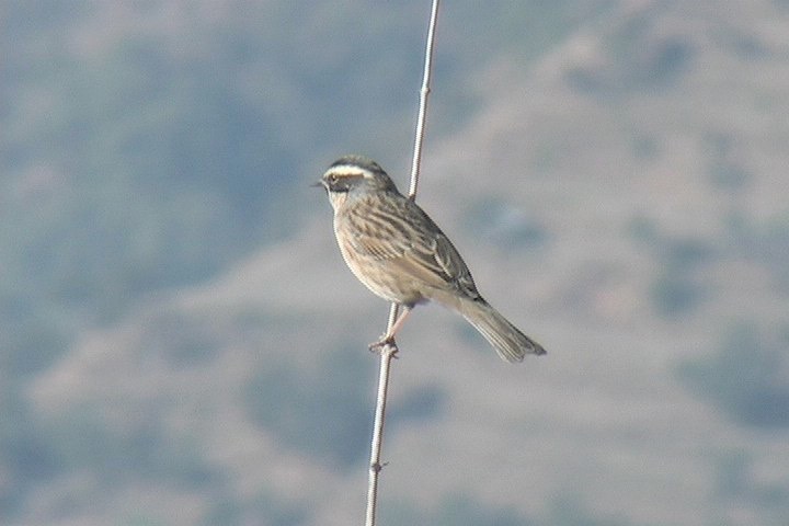 Accentor, Black-throated 2