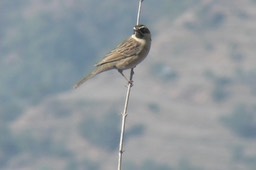 Accentor, Black-throated 4