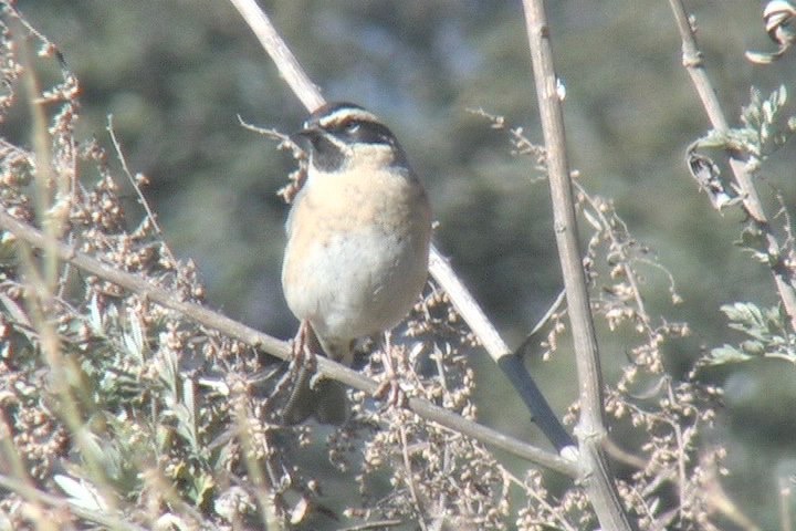 Accentor, Black-throated 7