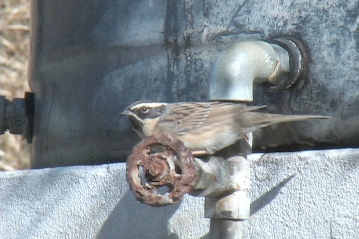Accentor, Black-throated 9