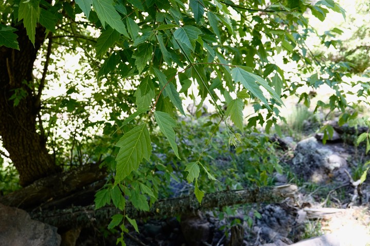 Acer glabrum - Rocky Mountain Maple - Railroad Canyon
