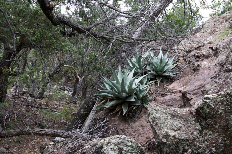 Agave Boot Canyon
