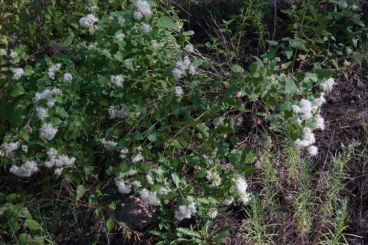  Ageratina herbacea, White Thoroughwort  4