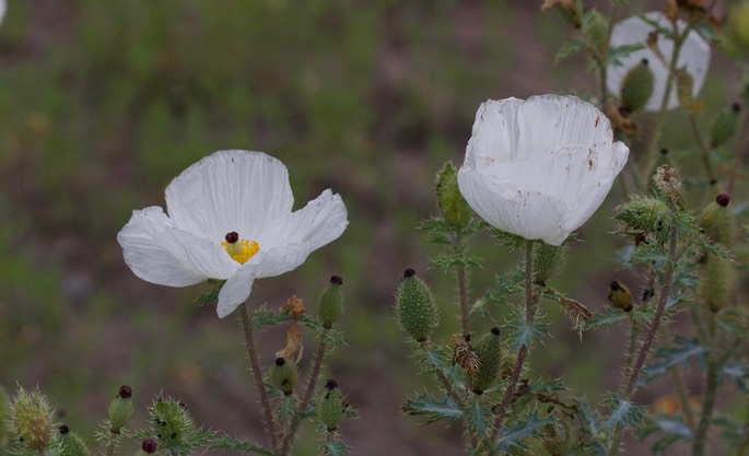 Agremone pleiacantha pleiacantha1