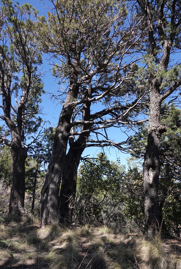 Alligator Juniper, Juniperus deppeana