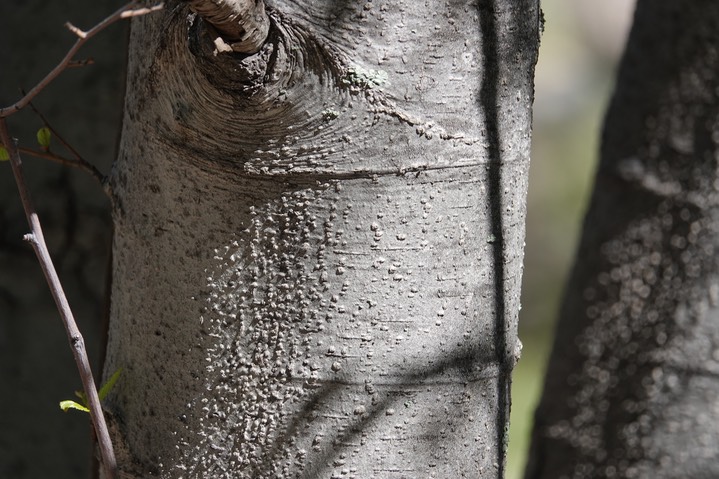   Alnus oblongifolia, Arizona Alder   2