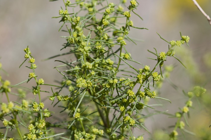 Ambrosia monogyra, Burrobrush2
