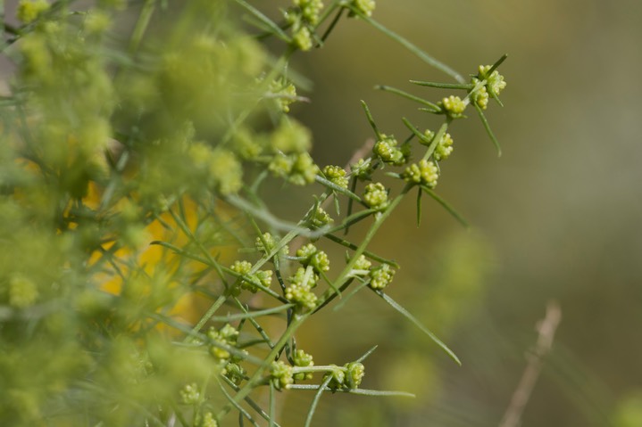 Ambrosia monogyra, Burrobrush3
