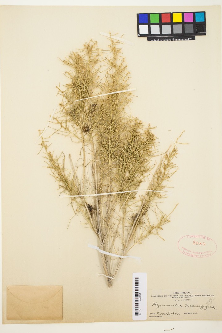 Ambrosia monogyra, Burrobrush a