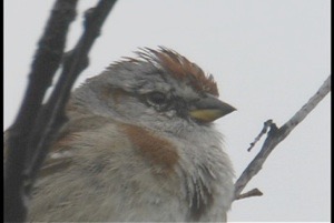 American Tree Sparrow