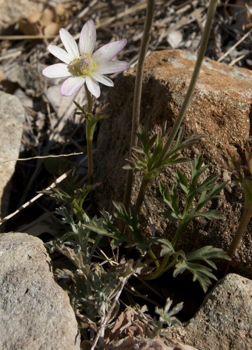 Anemone tuberosa1