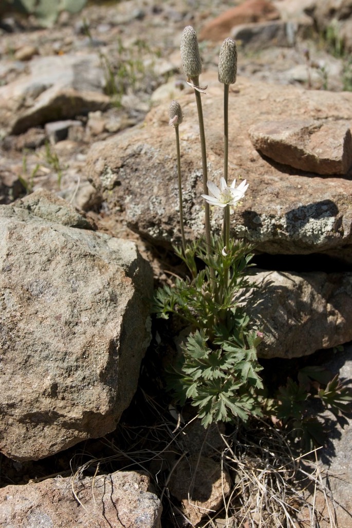 Anemone tuberosa2