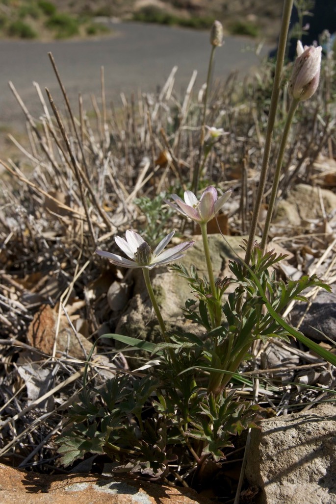 Anemone tuberosa3