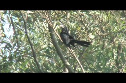 Ani, Smooth-billed peru