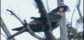 Apolmado Falcon