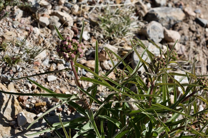 Asclepias asperula - Antelope Horns Milkweed - East of Hillsboro2