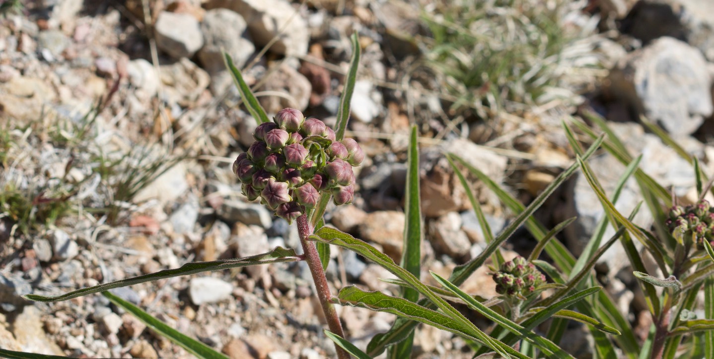 Asclepias asperula - Antelope Horns Milkweed - East of Hillsboro