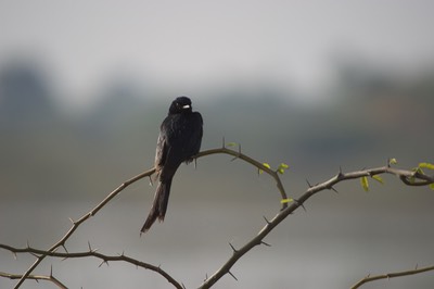 Ashy Drongo Gujarat