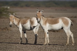 Ass, Indian Wild. Equus hemionus khur12