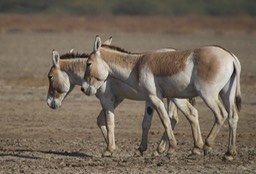 Ass, Indian Wild. Equus hemionus khur