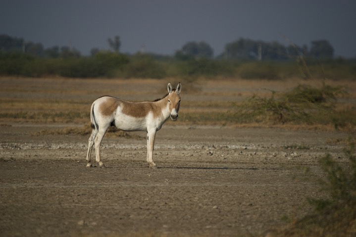 Ass, Indian Wild. Equus hemionus khur2