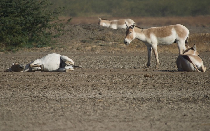 Ass, Indian Wild. Equus hemionus khur9