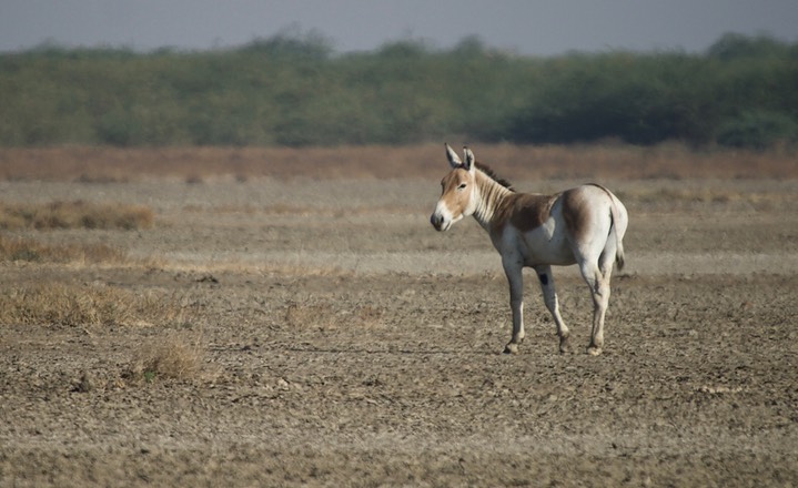Ass, Indian Wild. Equus hemionus khur8