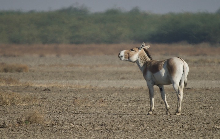 Ass, Indian Wild. Equus hemionus khur7
