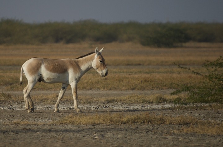 Ass, Indian Wild. Equus hemionus khur3