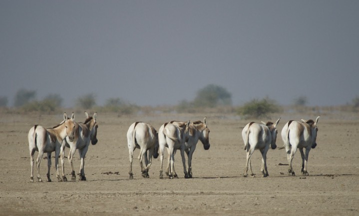 Ass, Indian Wild. Equus hemionus khur6