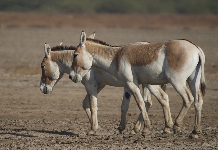 Ass, Indian Wild. Equus hemionus khur