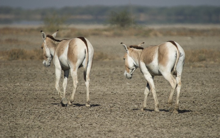 Ass, Indian Wild. Equus hemionus khur14