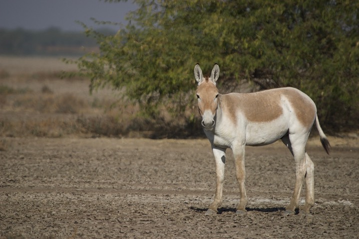 Ass, Indian Wild. Equus hemionus khur18