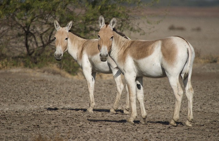 Ass, Indian Wild. Equus hemionus khur17