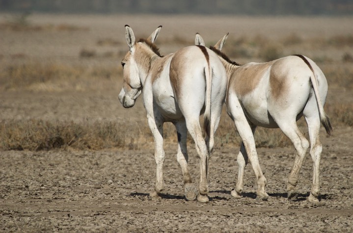 Ass, Indian Wild. Equus hemionus khur19