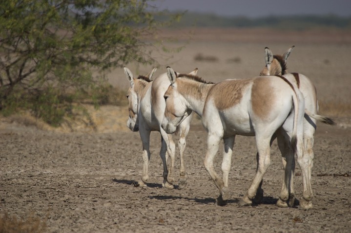 Ass, Indian Wild. Equus hemionus khur16