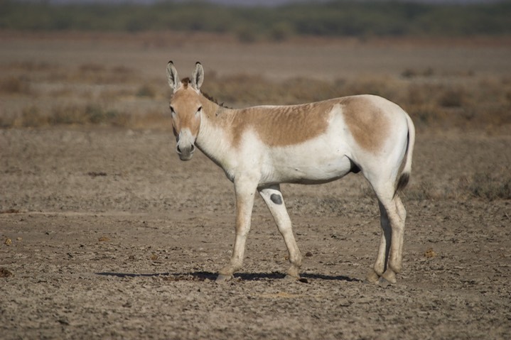 Ass, Indian Wild. Equus hemionus khur