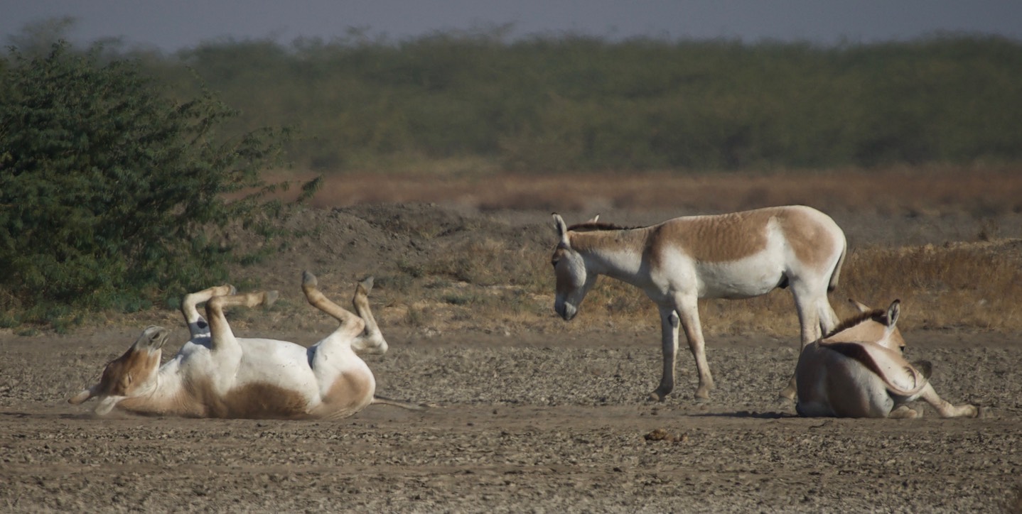 Ass, Indian Wild. Equus hemionus khur10