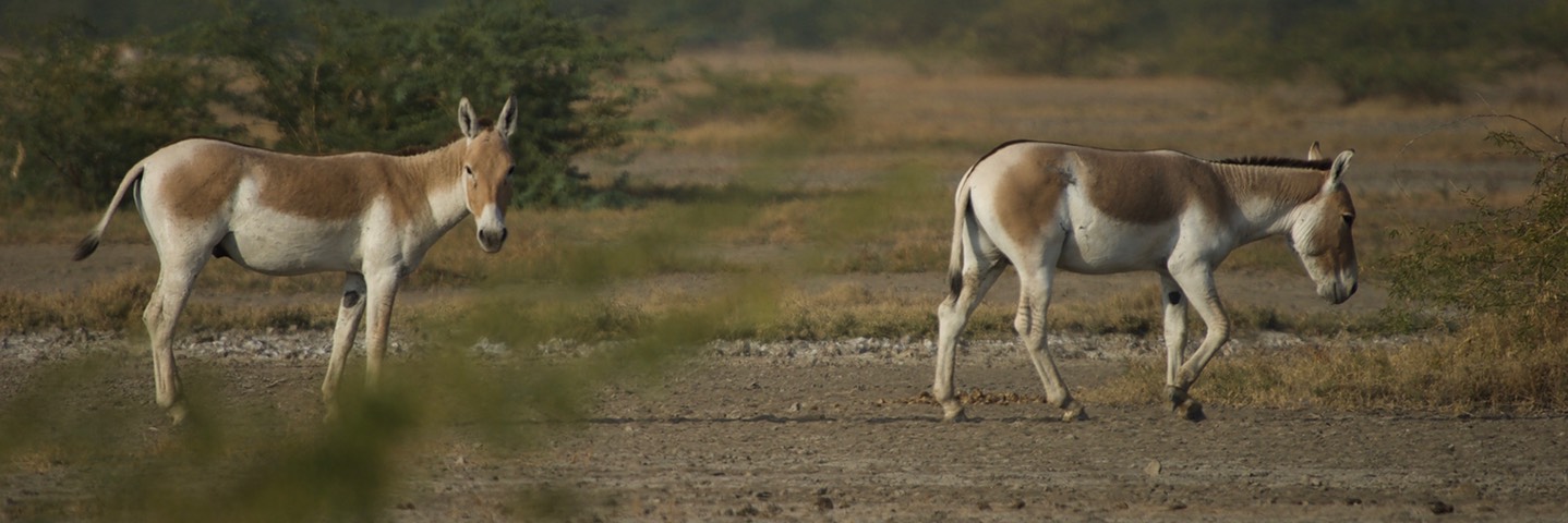 Ass, Indian Wild. Equus hemionus khur1