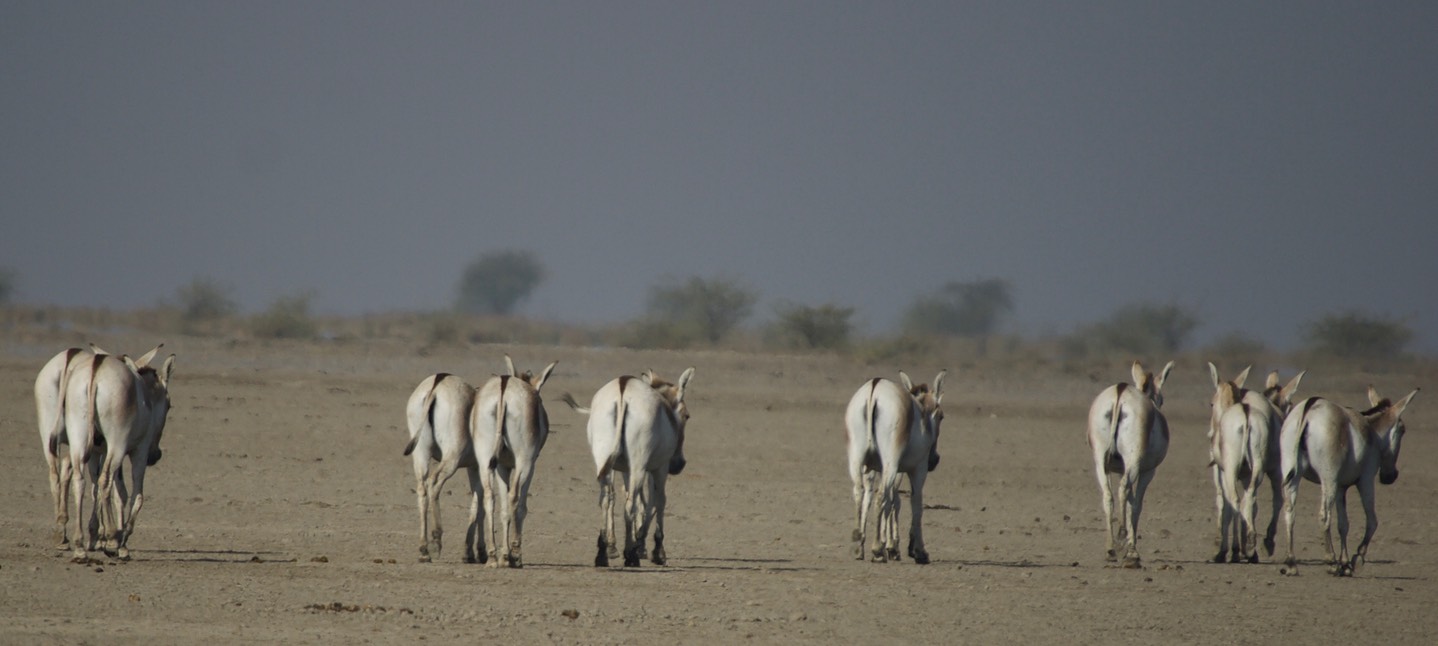 Ass, Indian Wild. Equus hemionus khur5