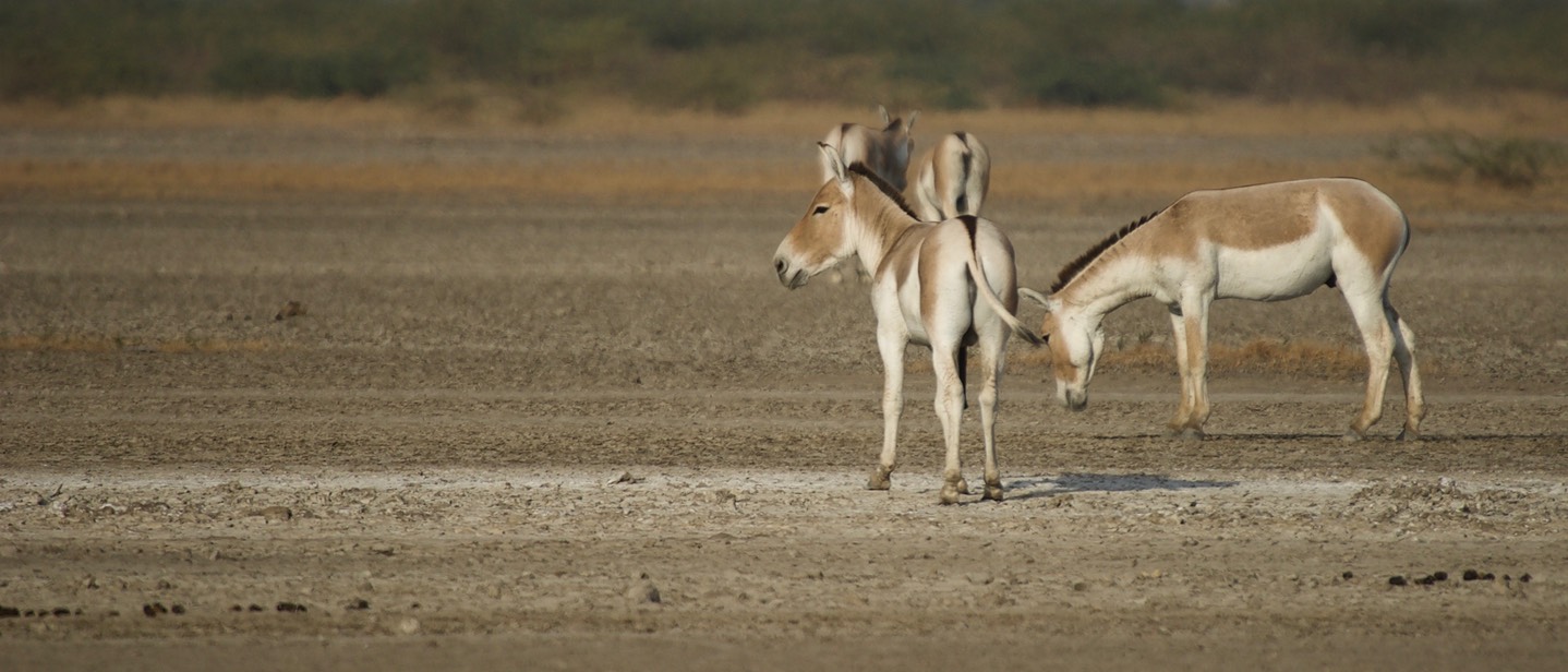 Ass, Indian Wild. Equus hemionus khur4