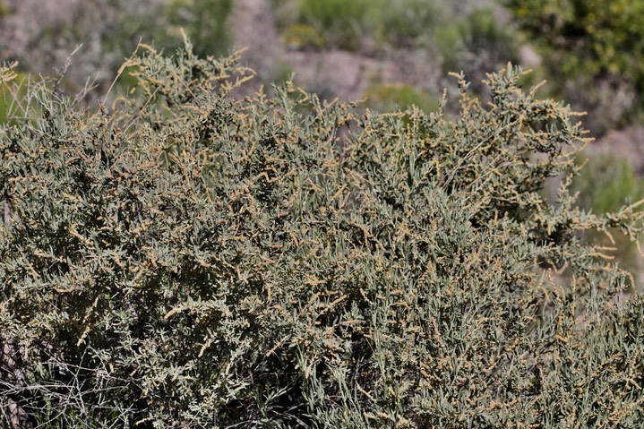 Atriplex canescens, Four-wing Salt Bush3