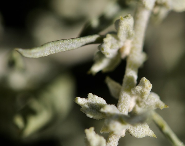 Atriplex canescens, Four-wing Salt Bush4